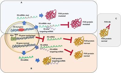 The Possible Non-Mutational Causes of FVIII Deficiency: Non-Coding RNAs and Acquired Hemophilia A